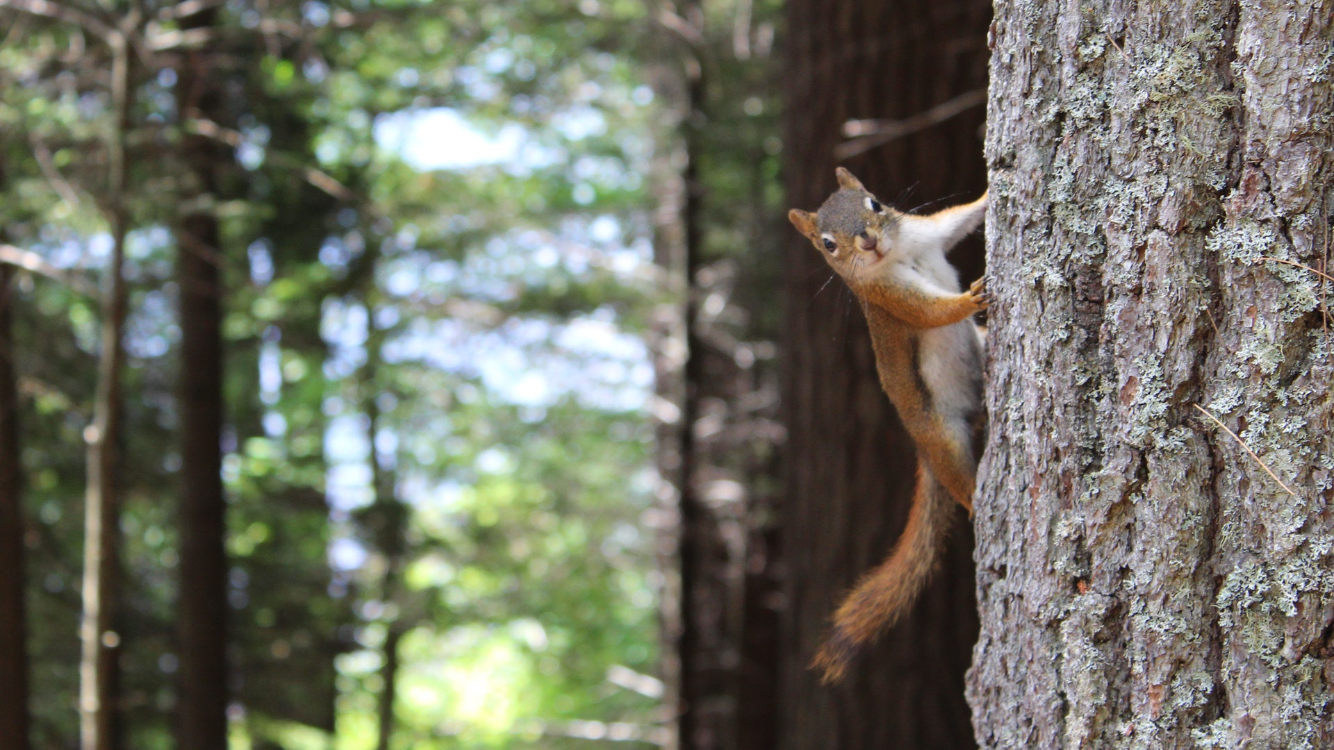 forest-object-slider2.jpg